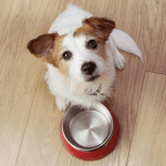 Important things to know while you doing Pet care at home