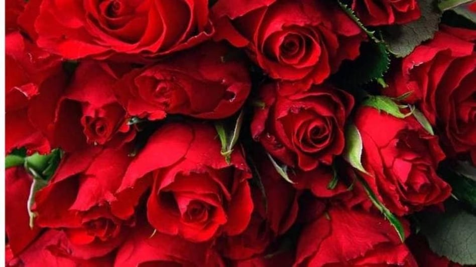 Valentine's, Rose Day