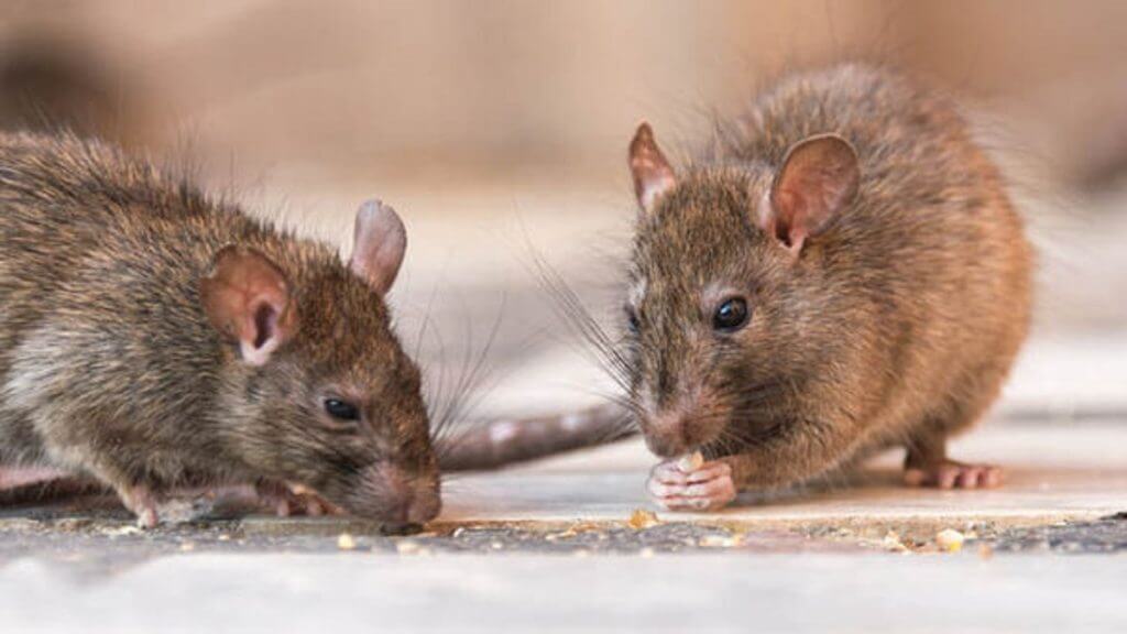 What is Lassa fever? Know all about it