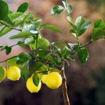 Many benefits of lemon leaves, know the right way to use them