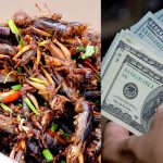 Now the cockroaches are kept in the house leaving the dog and cat, you will get 2000 dollars