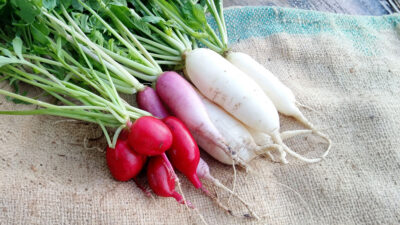 Benefits and disadvantages of radish