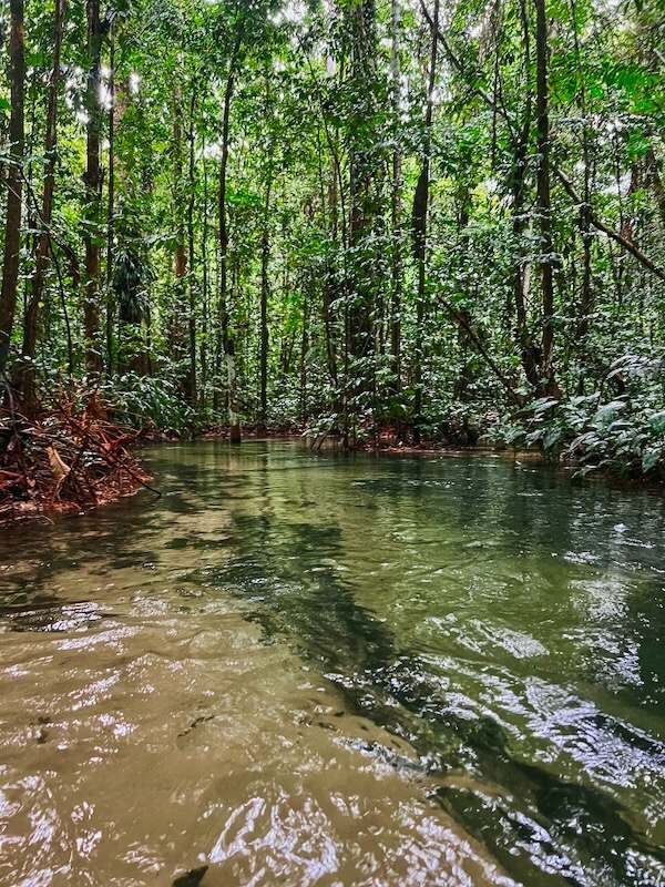 Jambu Tree Trek, Brazil