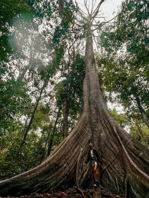 Jambu Tree Trek, Brazil's Best Trekking Destinations