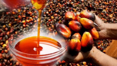 Palm Oil Uses and Production