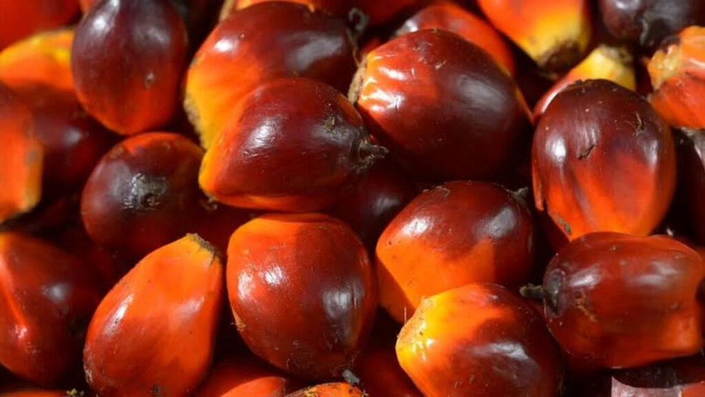 Palm Oil Uses and Production: 5 Shocking Facts About Its Making and Affordability - The Monk