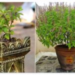 Does Tulsi Ever Become Stale? What are The Signs of Tulsi Drying Up?