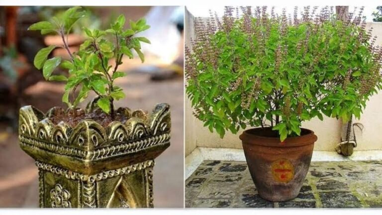 Does Tulsi Ever Become Stale? What are The Signs of Tulsi Drying Up?