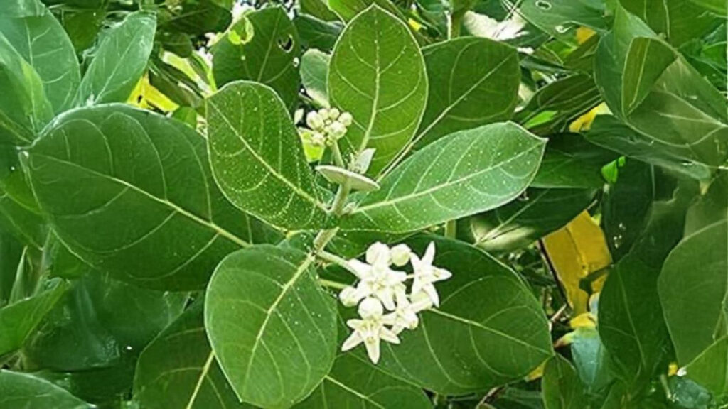 Which plants should not be kept near Tulsi