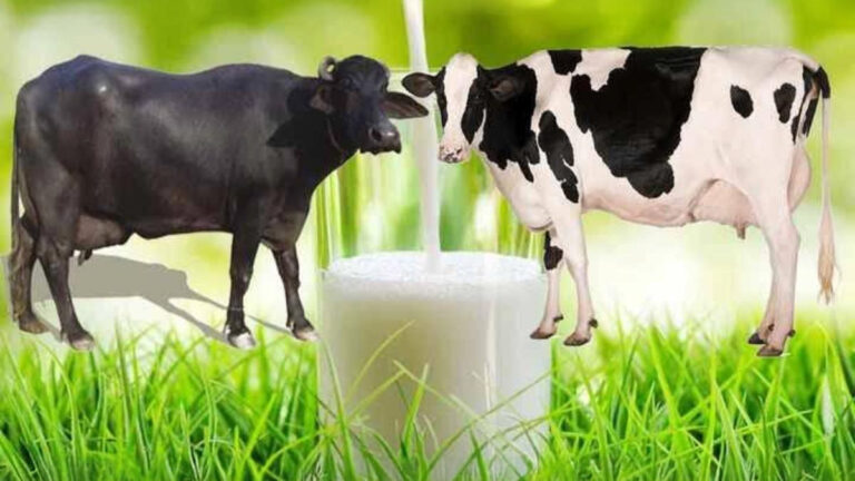 Benefits of cow and buffalo milk: Which one is better for your health?