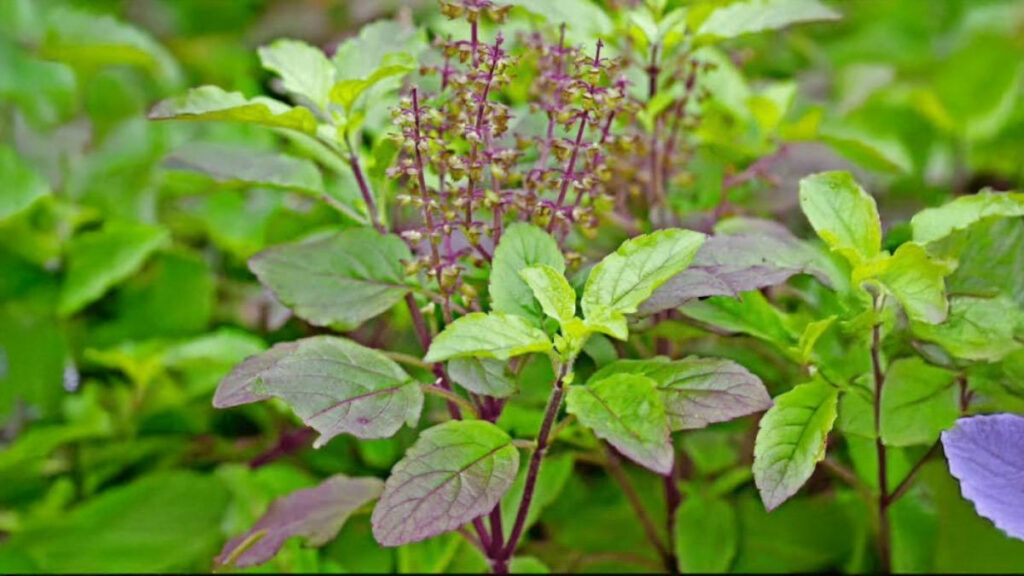 Does Tulsi Ever Become Stale? What are The Signs of Tulsi Drying Up? - The Monk