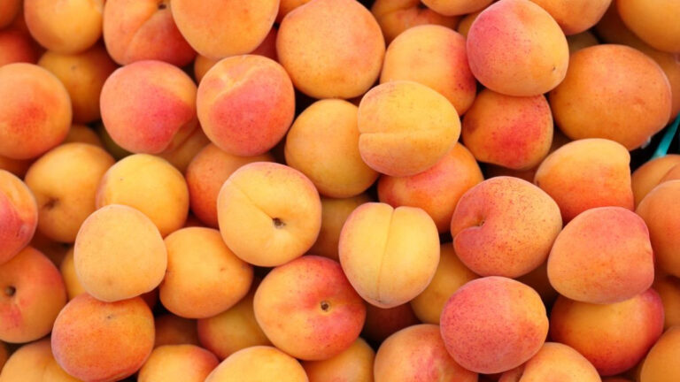 National Apricot Day: Health Benefits of Apricots During Pregnancy