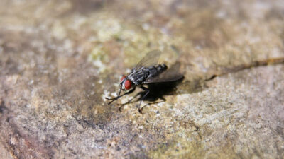 Why do flies rub against feet