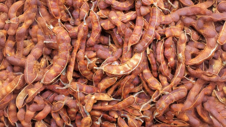 Sweet and Sour Tamarind: A Treasure of Health Beyond Taste