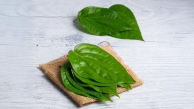 This Magical Leaf Of 5 Rupees Is The Killer Of Major Diseases, If Eaten In The Right Manner, It Will Improve Your Health